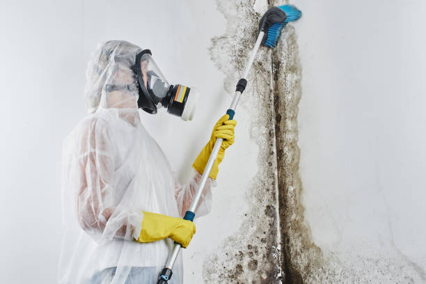 Best Same-Day Mold Removal  in Hermosa Beach, CA