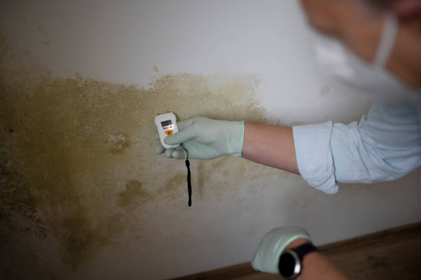 Office Mold Removal Services in Hermosa Beach, CA