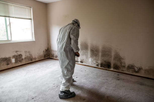 Best Mold Damage Repair  in Hermosa Beach, CA